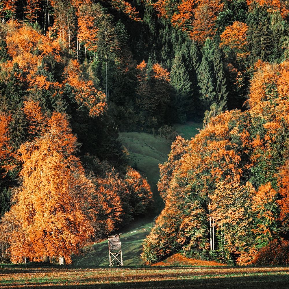 Beautiful Autumn forest background. Free public domain CC0 photo.