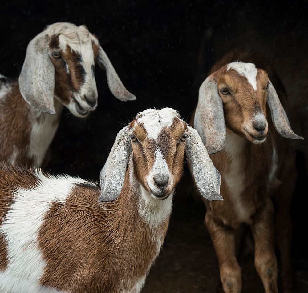 One-year-old African Nubian goats, with their distinctive long ears (a cooling adaptation for hot dry environments), stand…