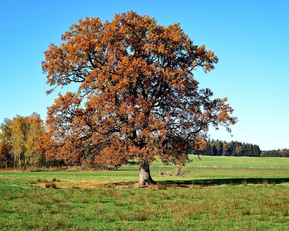 Big tree on a grass field. Free public domain CC0 photo.