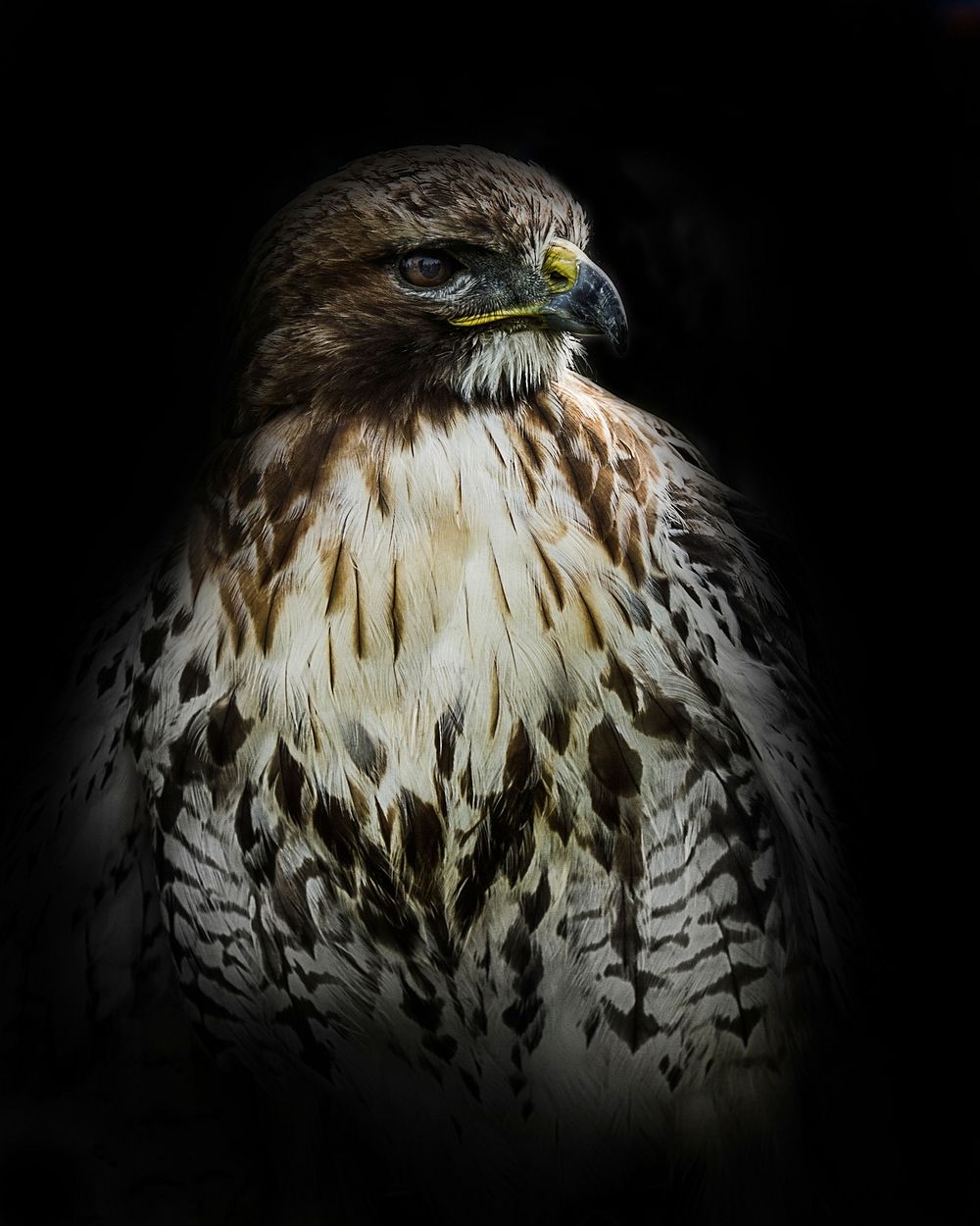 Bird of prey, animal photography. Free public domain CC0 image.