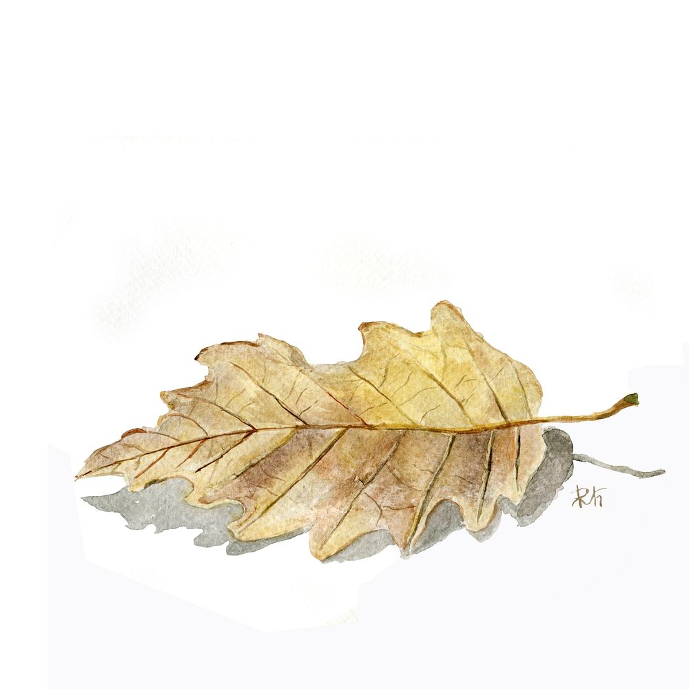 Autumn leaf aesthetic background. Free public domain CC0 photo.