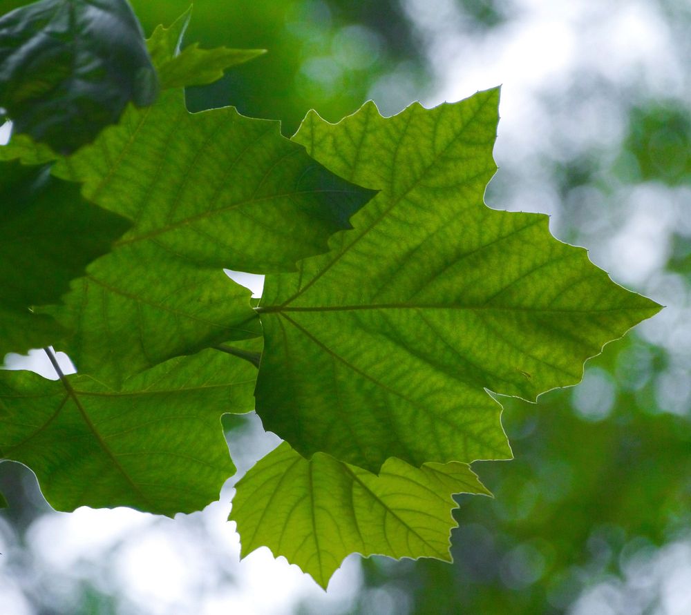 Green leaves, background photo. Free public domain CC0 image.