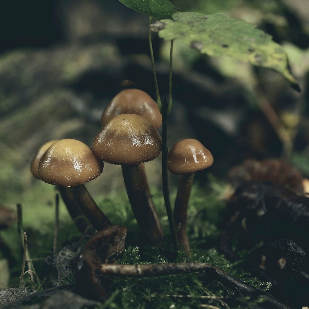 Poisonous mushroom with thin stem. Free public domain CC0 image.