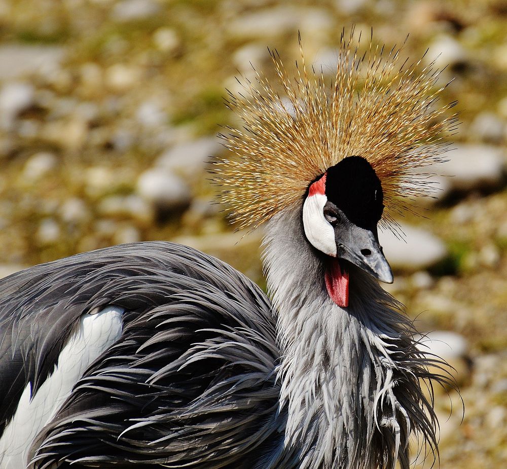 Black crowned crane bird. Free public domain CC0 image.