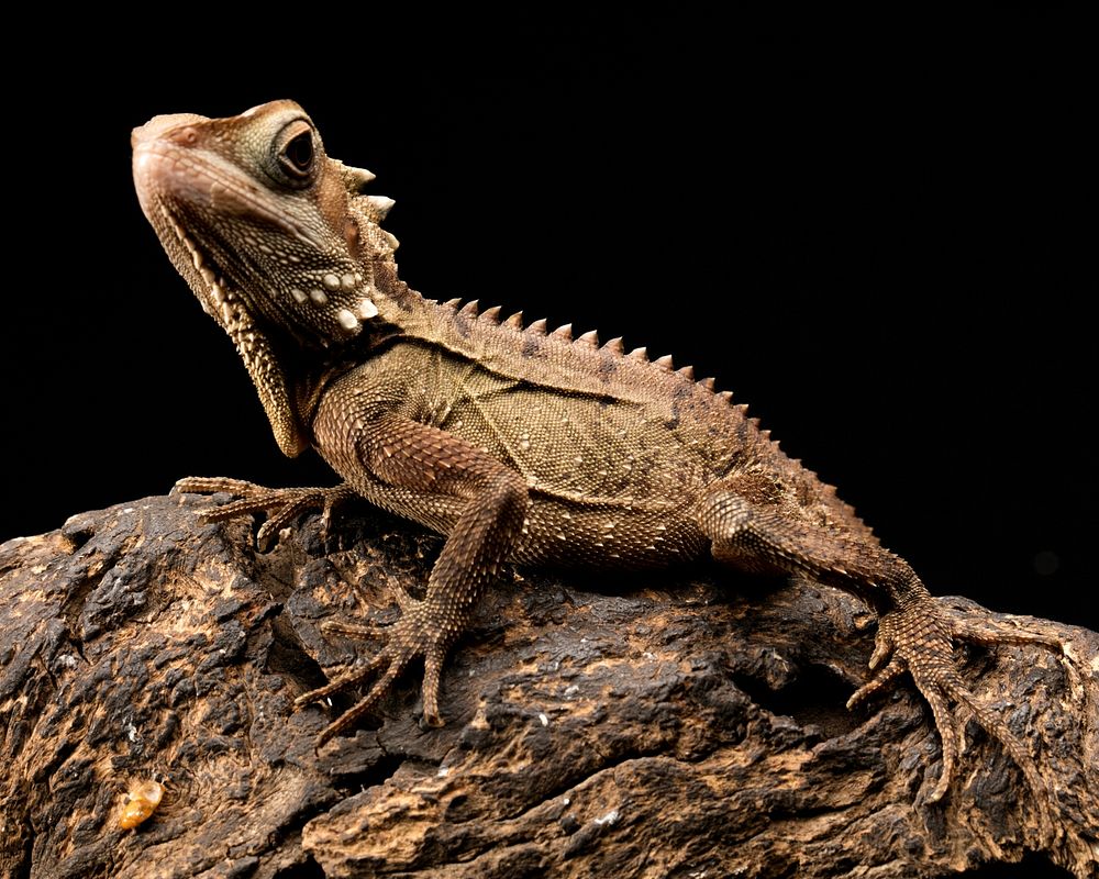 Iguana lizard. Free public domain CC0 image.