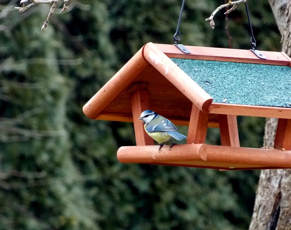 Eurasian blue tit bird. Free public domain CC0 image.