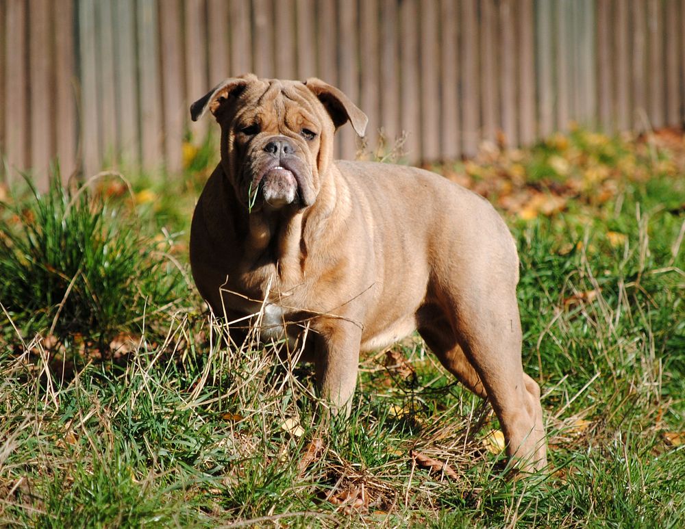 Brown bulldog standing on grass. Free public domain CC0 photo.