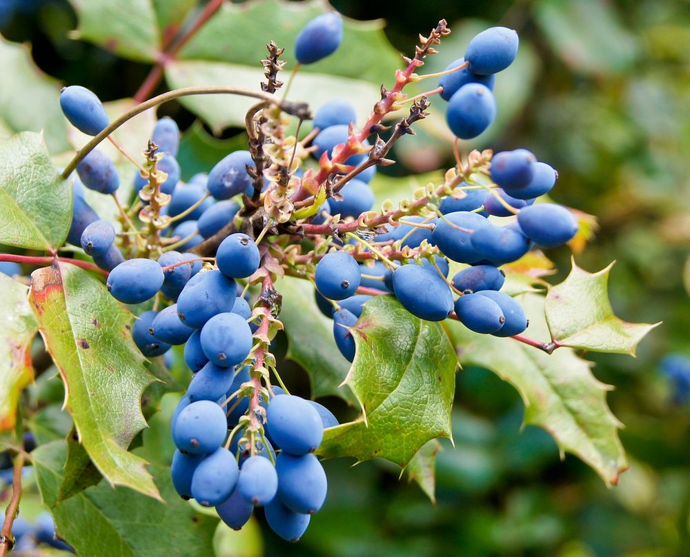 Closeup on creeping mahonia berry. Free public domain CC0 image.