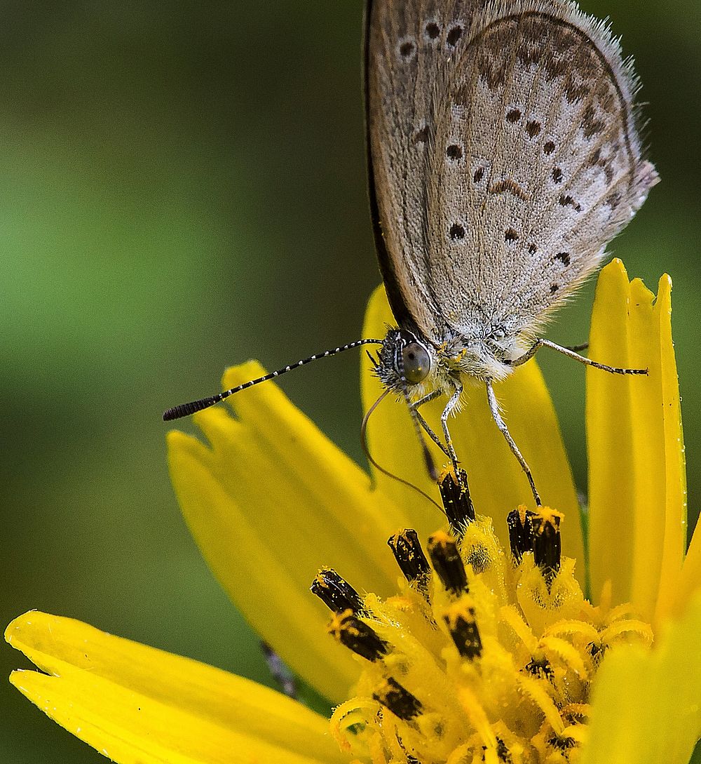 Beautiful butterfly on flower. Free public domain CC0 photo.