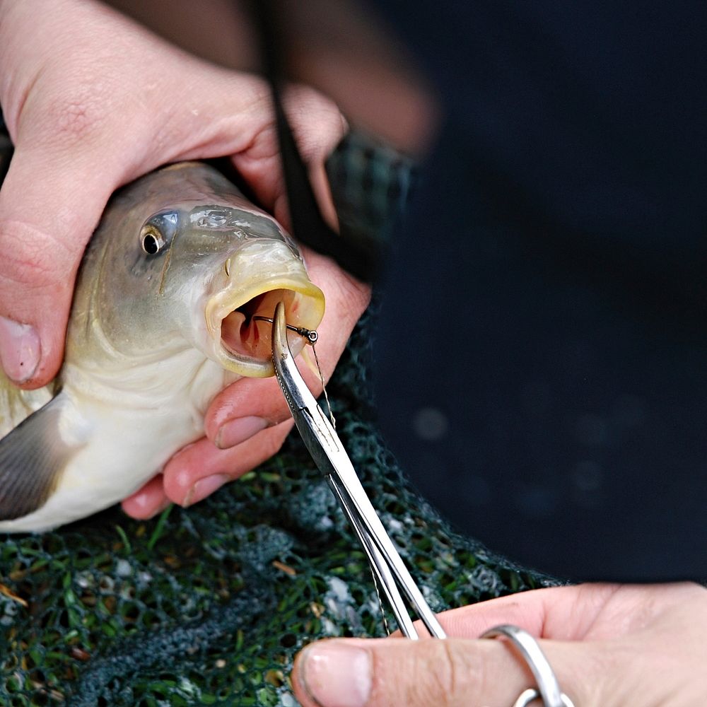 Removing hook from a fish. Free public domain CC0 photo.