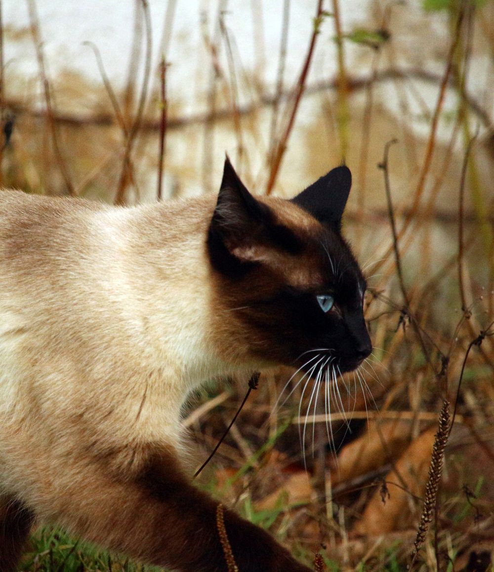 Birman cat image, free public domain CC0 photo.