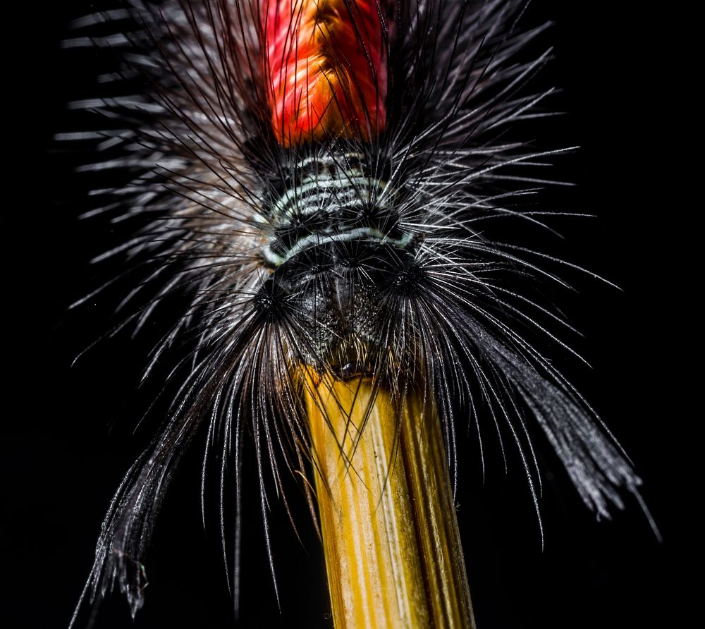 Furry caterpillars. Free public domain CC0 image.