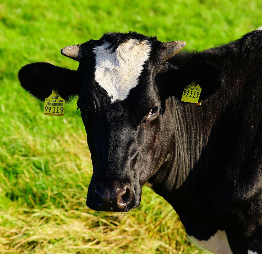 Dairy cow at a farm. Free public domain CC0 image.
