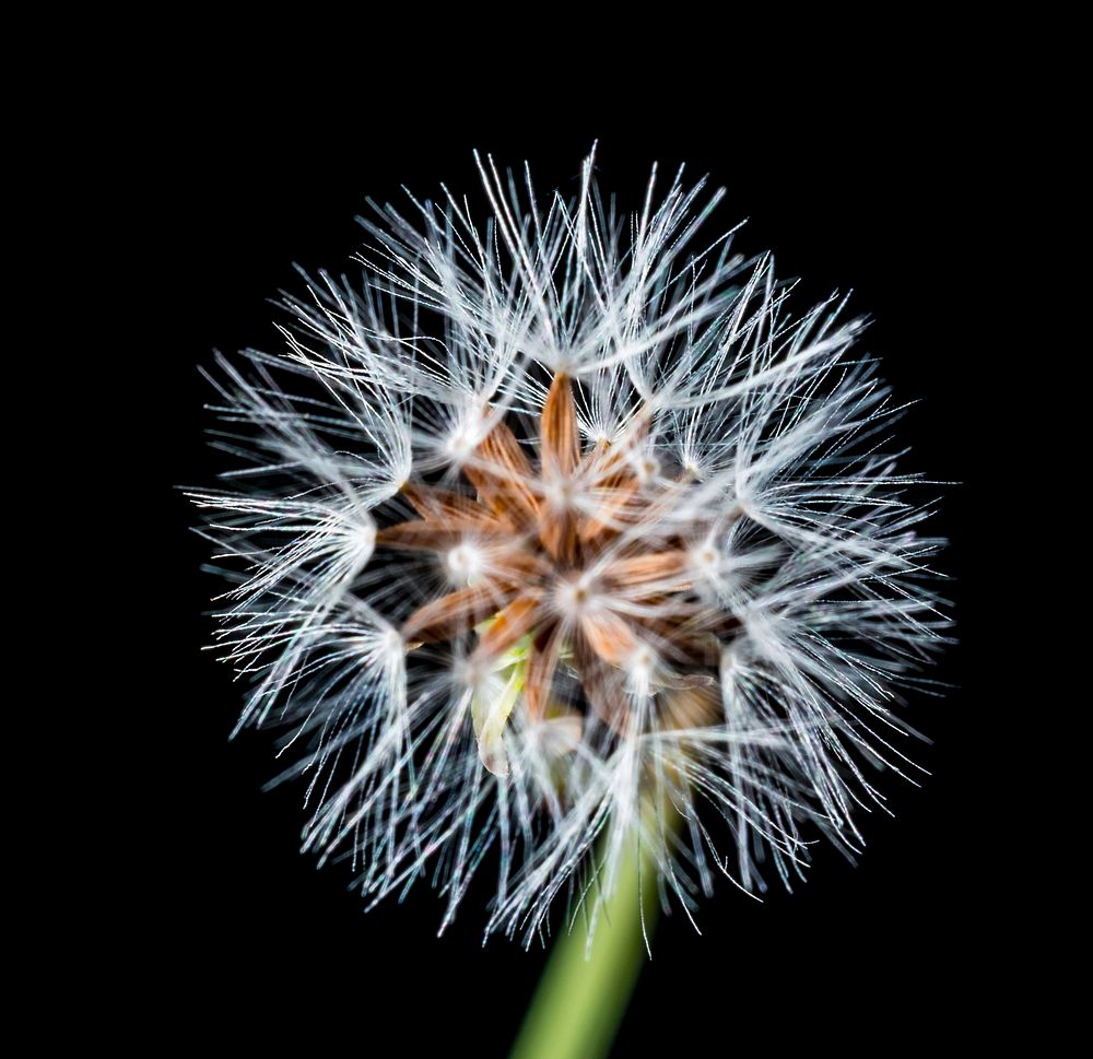 Dandelion background. Free public domain CC0 photo.