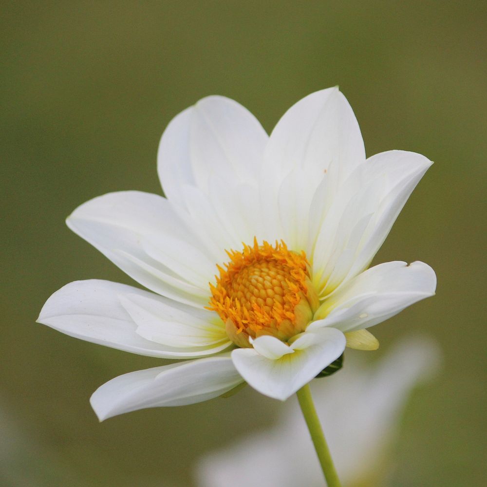 White daisy background. Free public domain CC0 image.