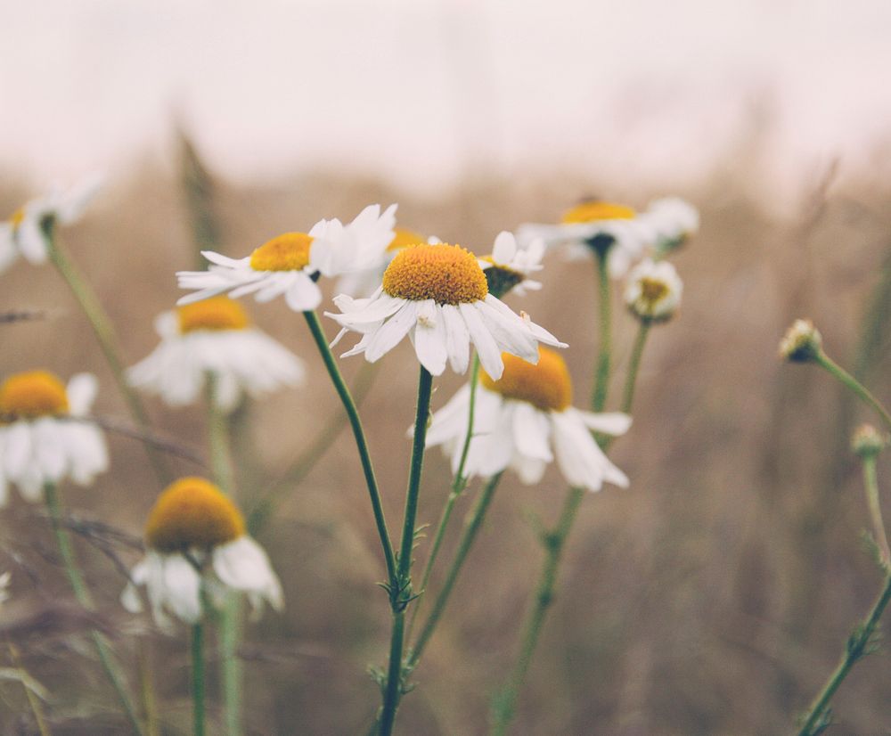 White daisy background. Free public domain CC0 photo.