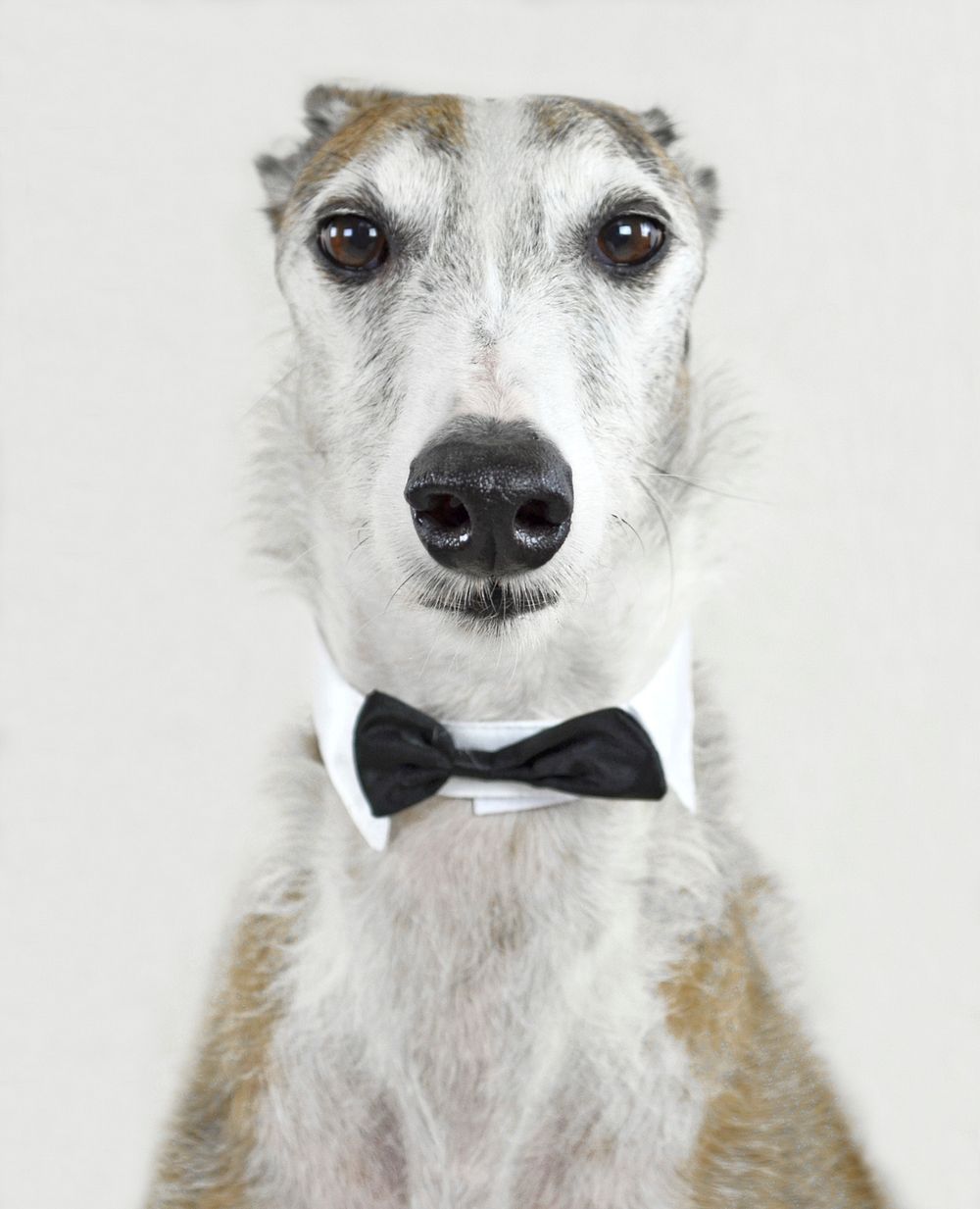 Italian greyhound with bow tie. Free public domain CC0 photo.