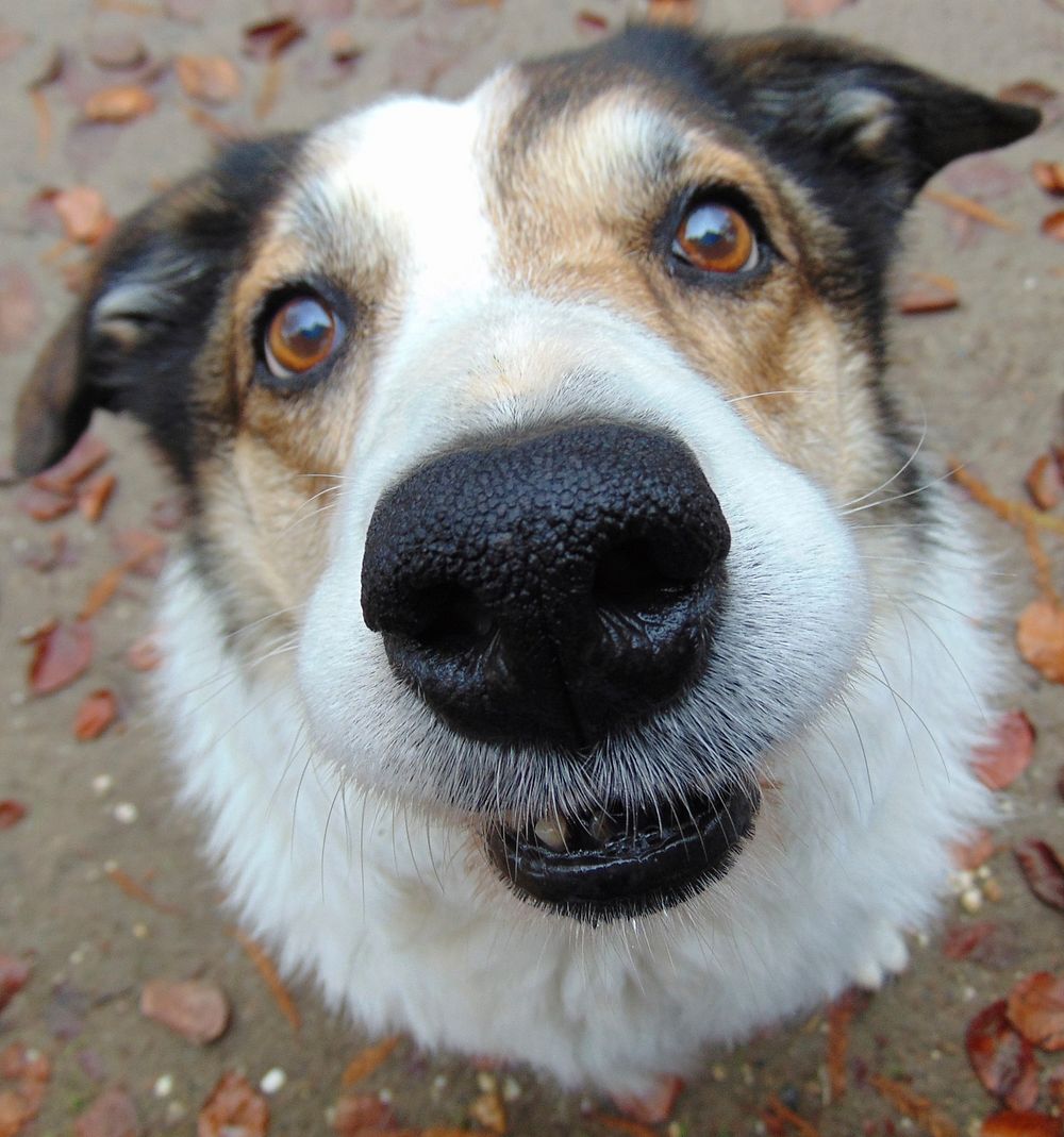 Close up dog nose. Free public domain CC0 photo.