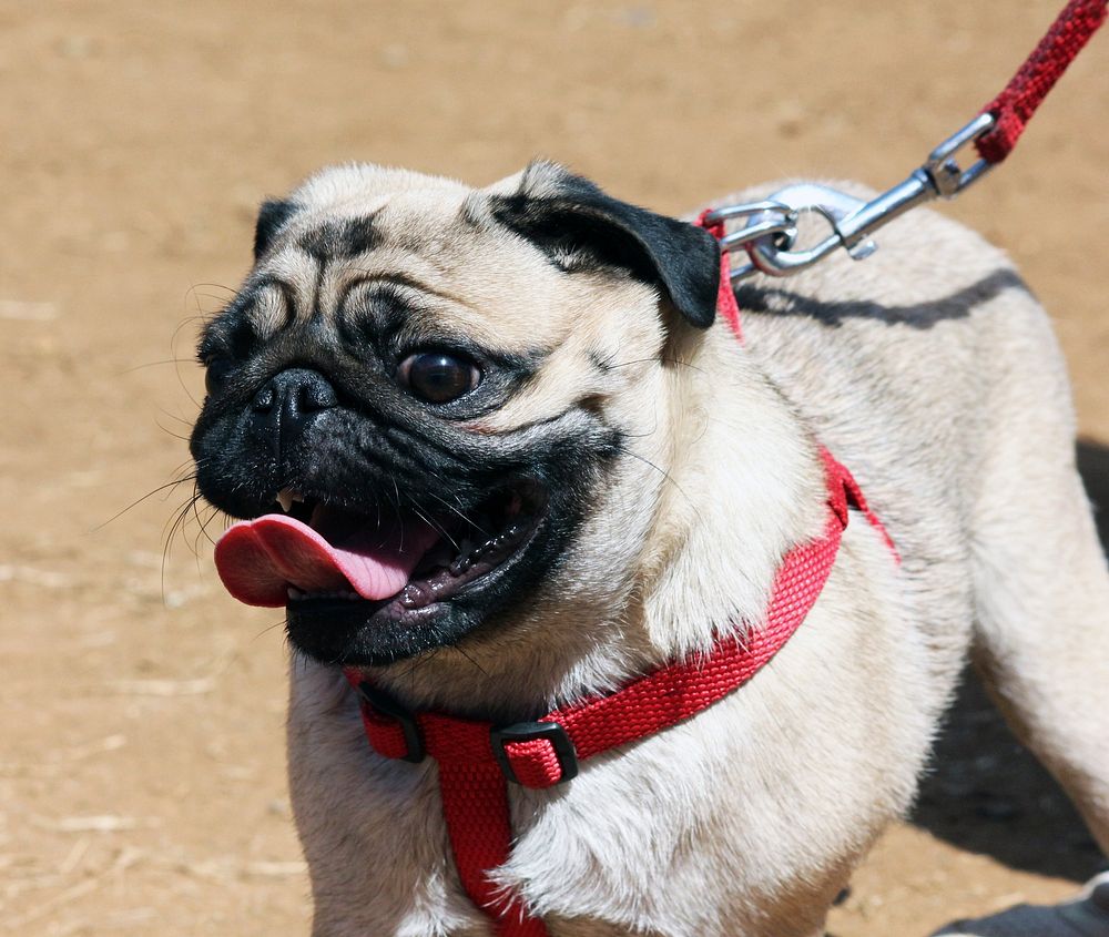 White dog with red chest strap and leash. Free public domain CC0 photo.