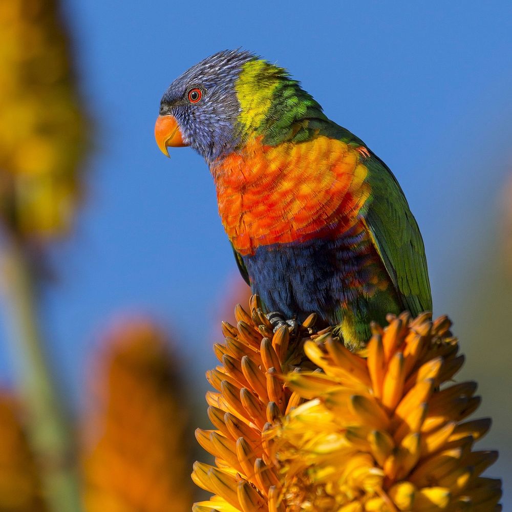 Free bird on flower image, public domain spring CC0 photo.