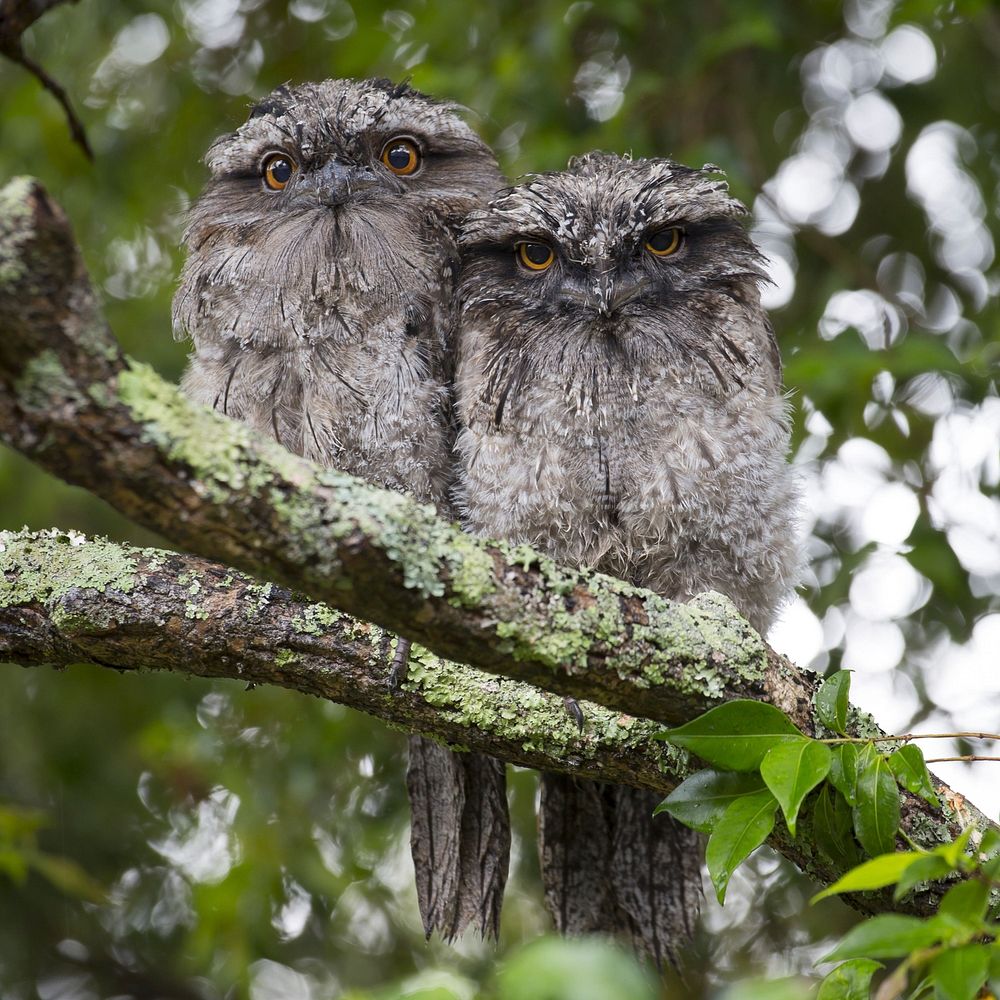 Free 2 owls sitting together on tree branch image, public domain animal CC0 photo.