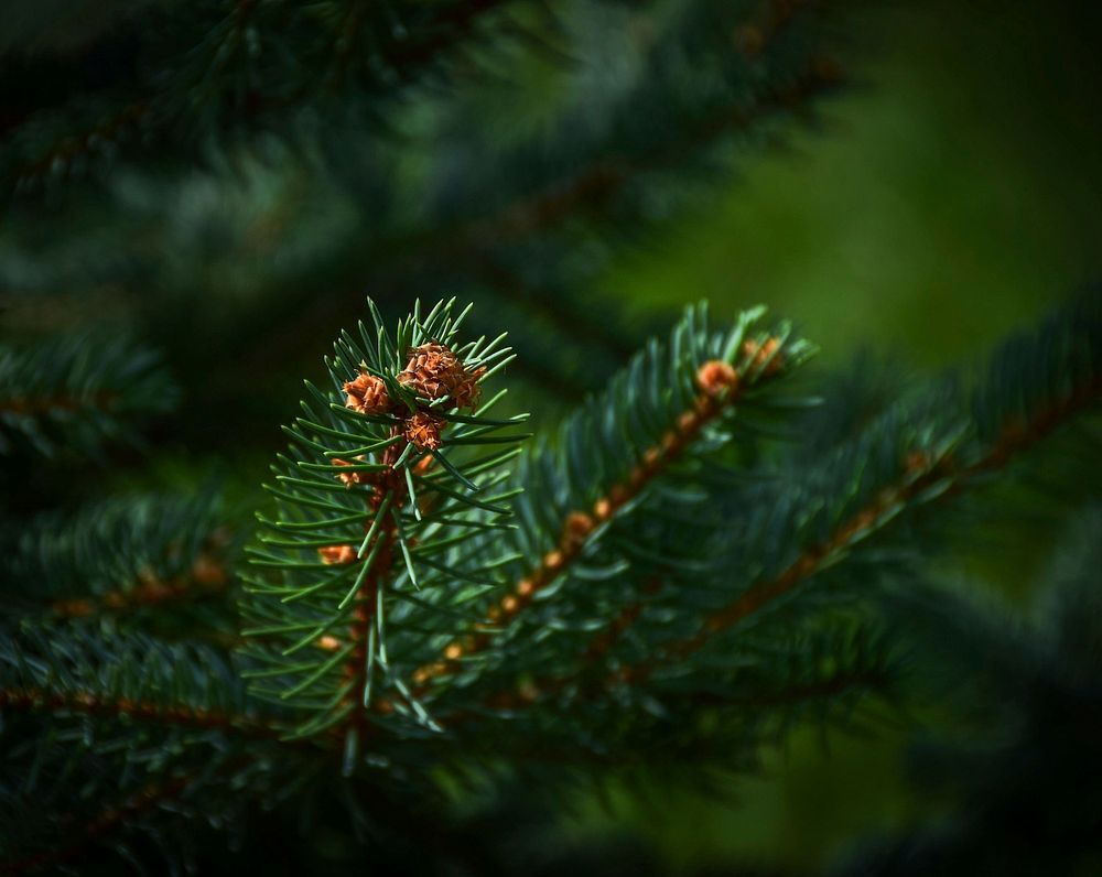 Free fir branch closeup image, public domain nature CC0 photo.