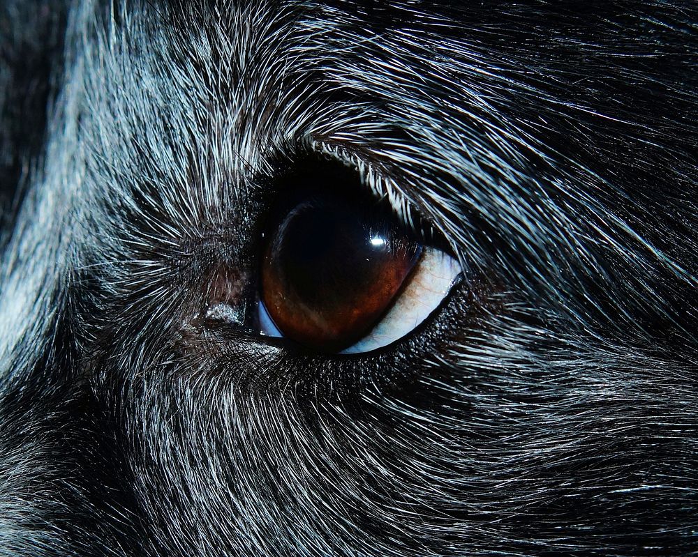 Dog eye closeup. Free public domain CC0 image.