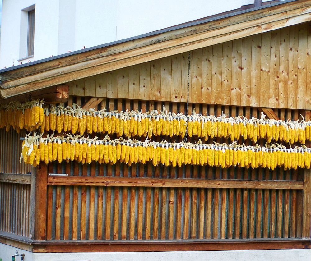 Corn cobs hanging from house. Free public domain CC0 photo.