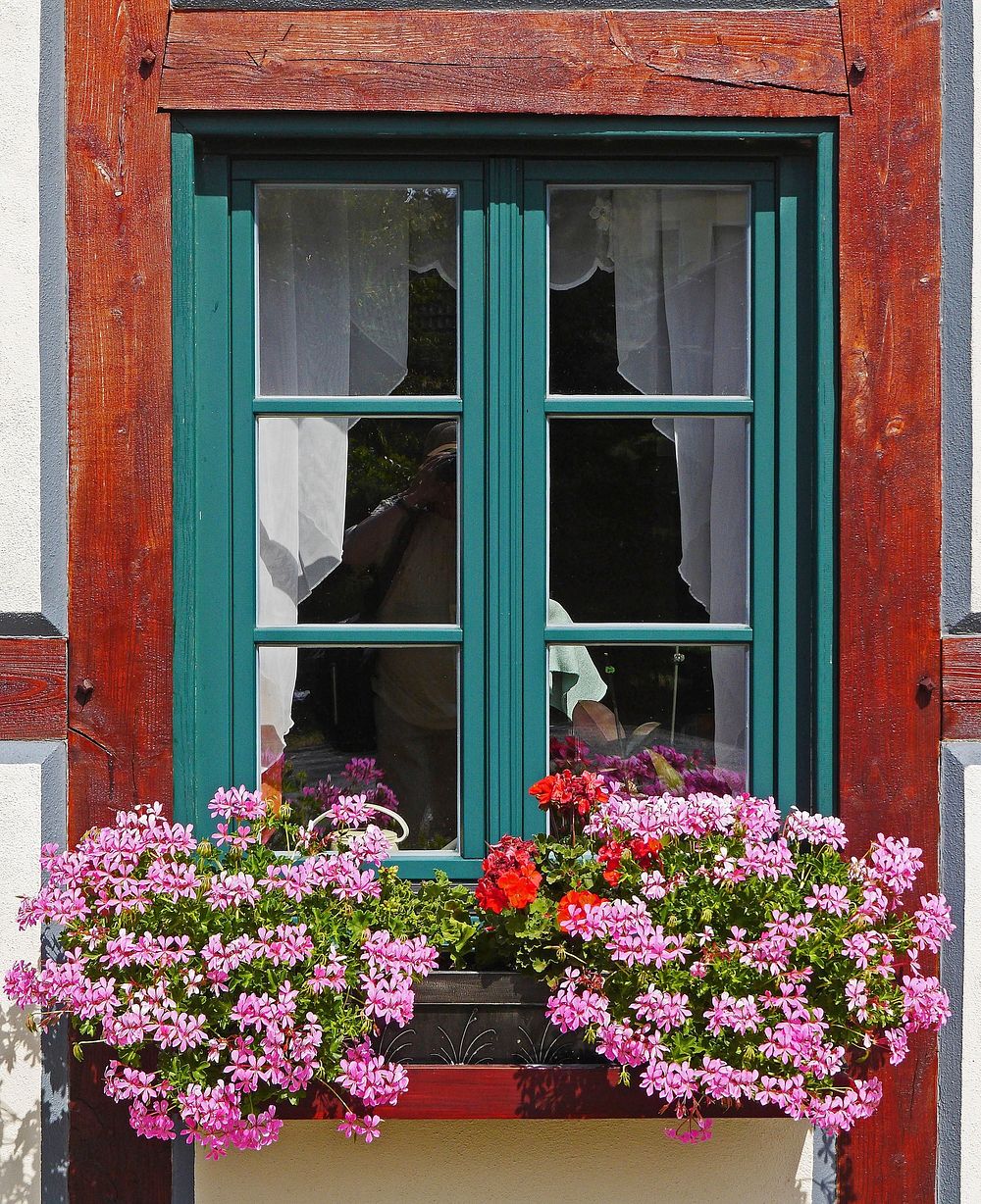 Pink flower by a window. Free public domain CC0 photo.