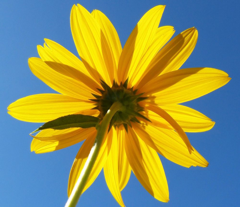 Sunflower background. Free public domain CC0 photo.