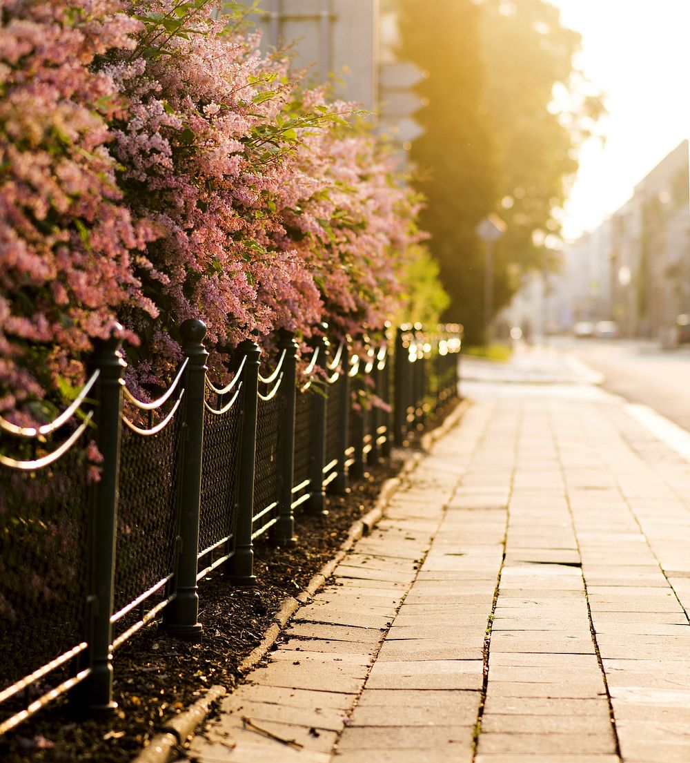 Side walk with pink flowers. Free public domain CC0 image.