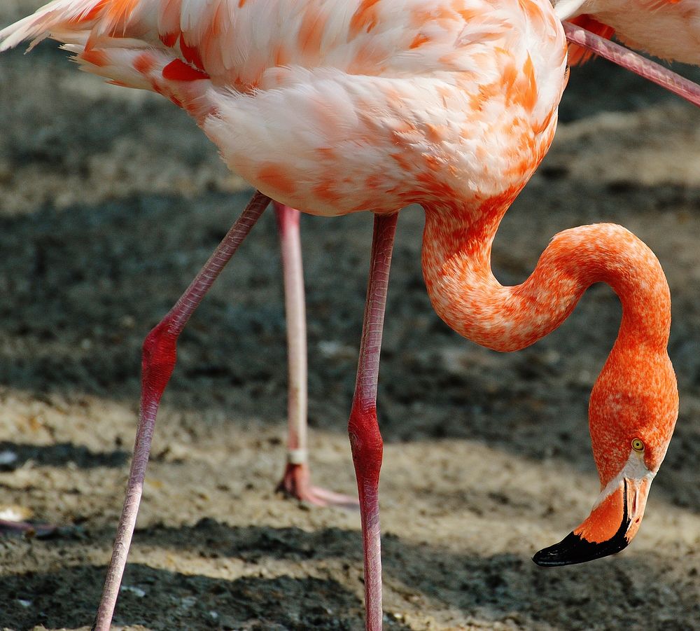 Flamingo walking on soil. Free public domain CC0 photo.