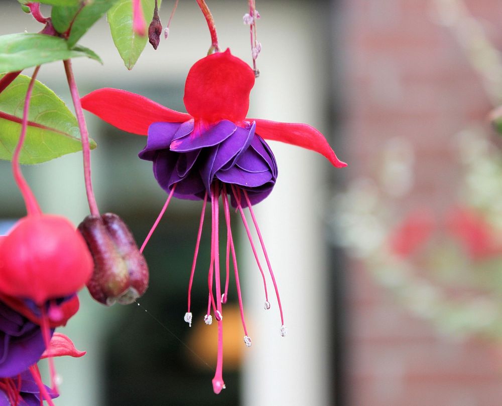 Fuchsia background. Free public domain CC0 photo.