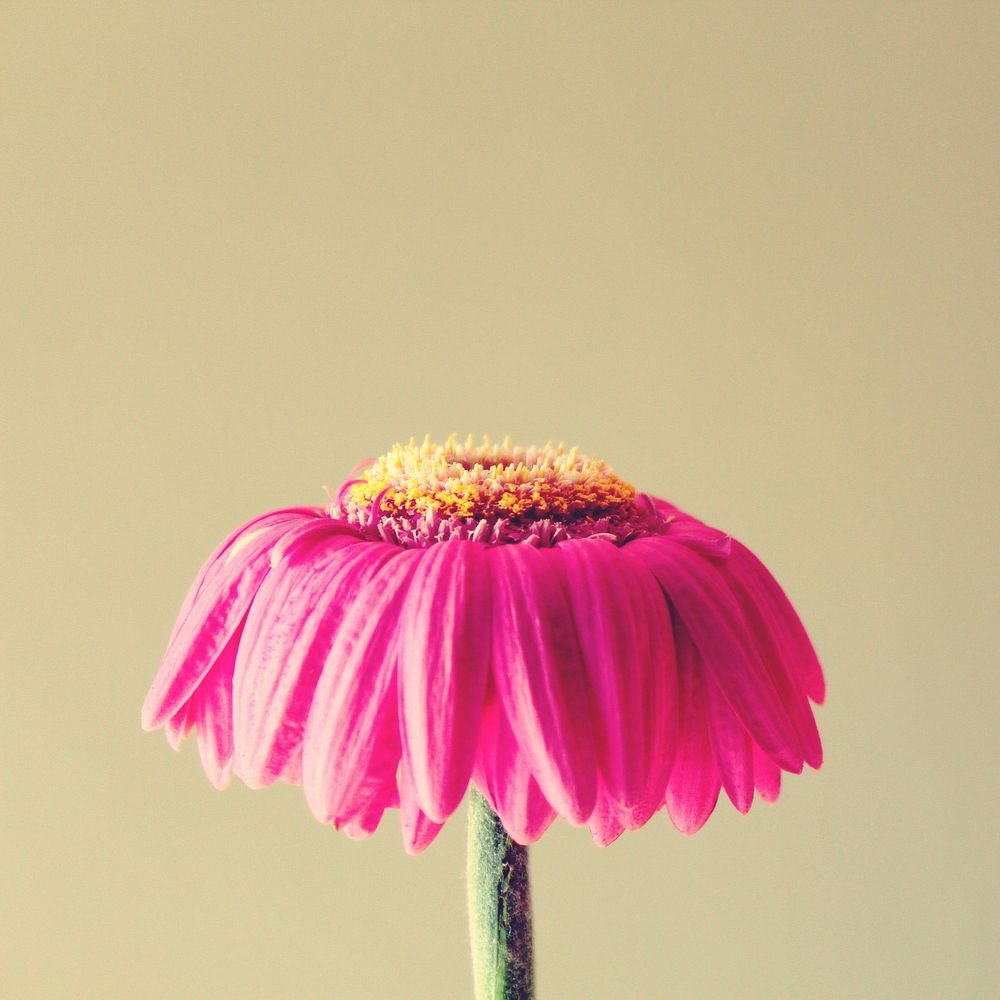 Pink gerbera. Free public domain CC0 image.