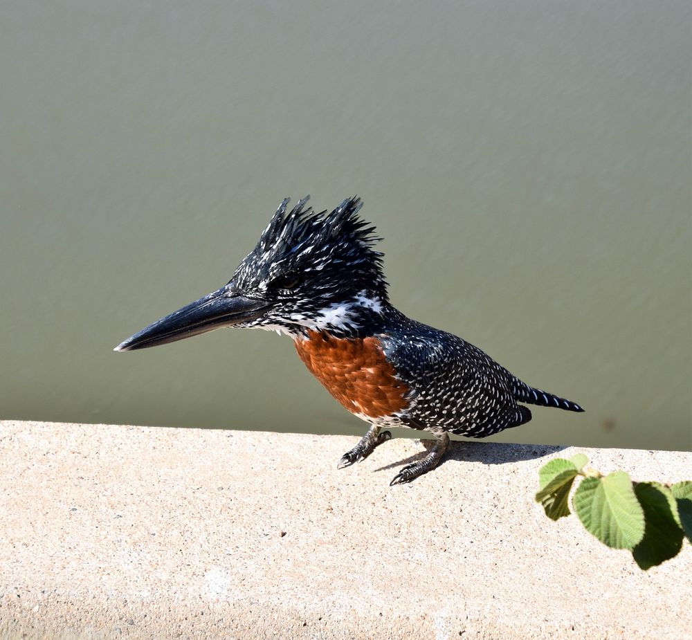 Kingfisher, bird photography. Free public domain CC0 image.