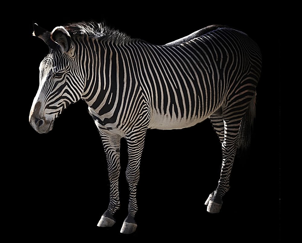 Zebra on black background, free public domain CC0 photo.