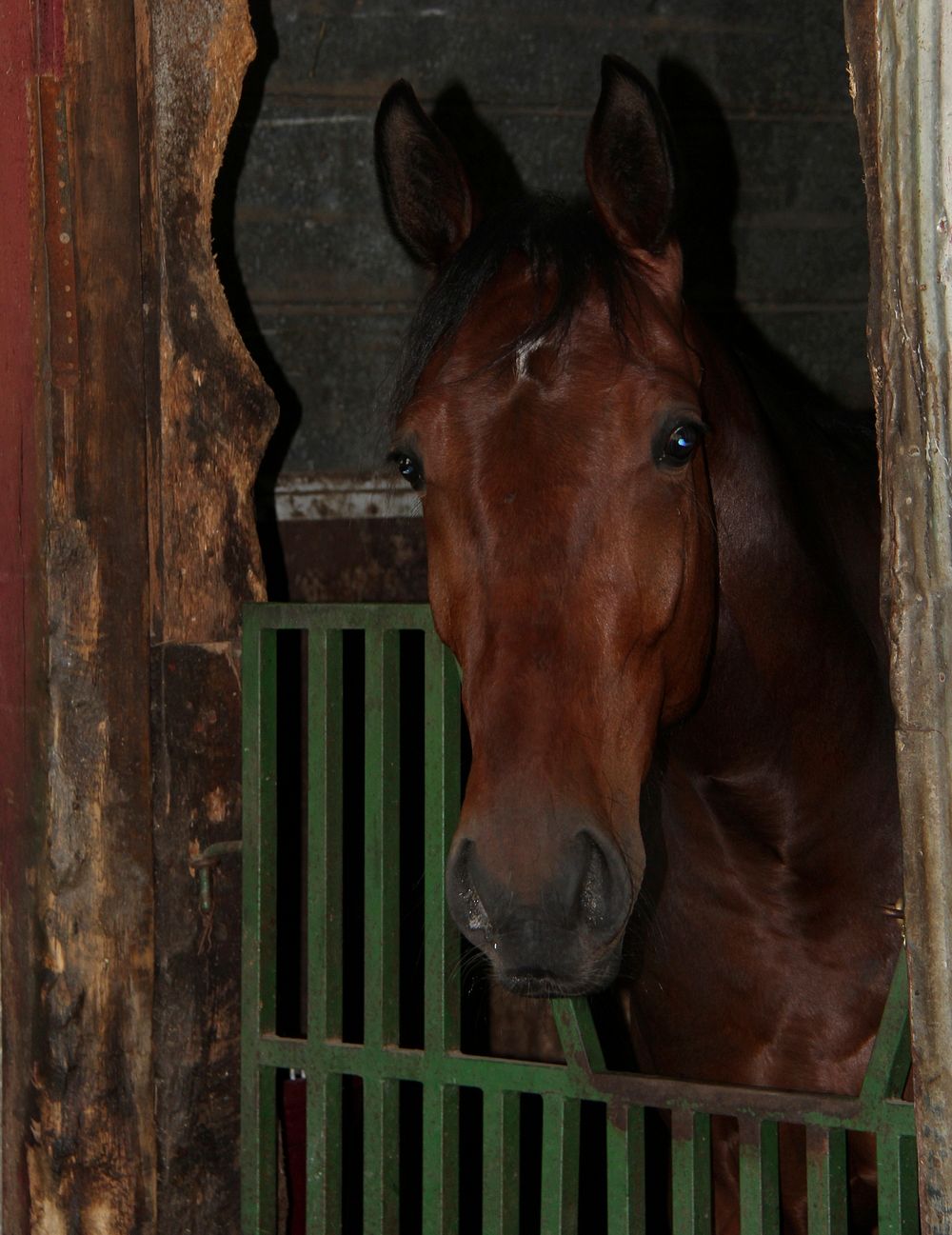 Horse in stable. Free public domain CC0 photo.