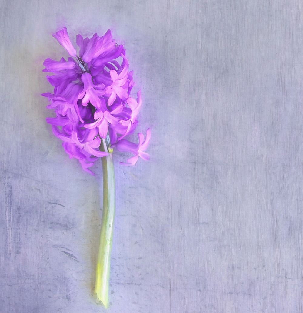 Purple hyacinth background. Free public domain CC0 photo.