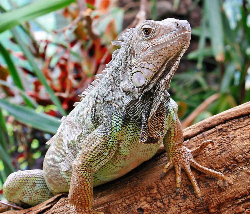 Iguana lizard. Free public domain CC0 image.