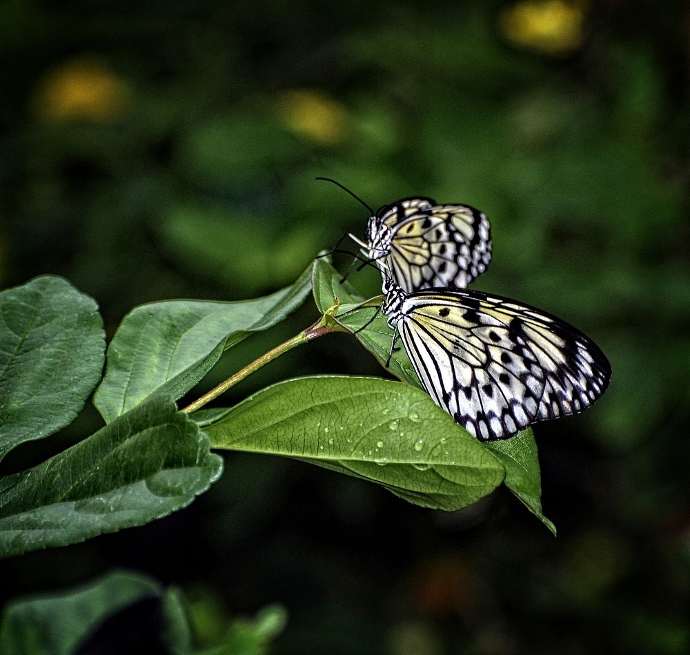 Butterfly in nature. Free public domain CC0 photo.