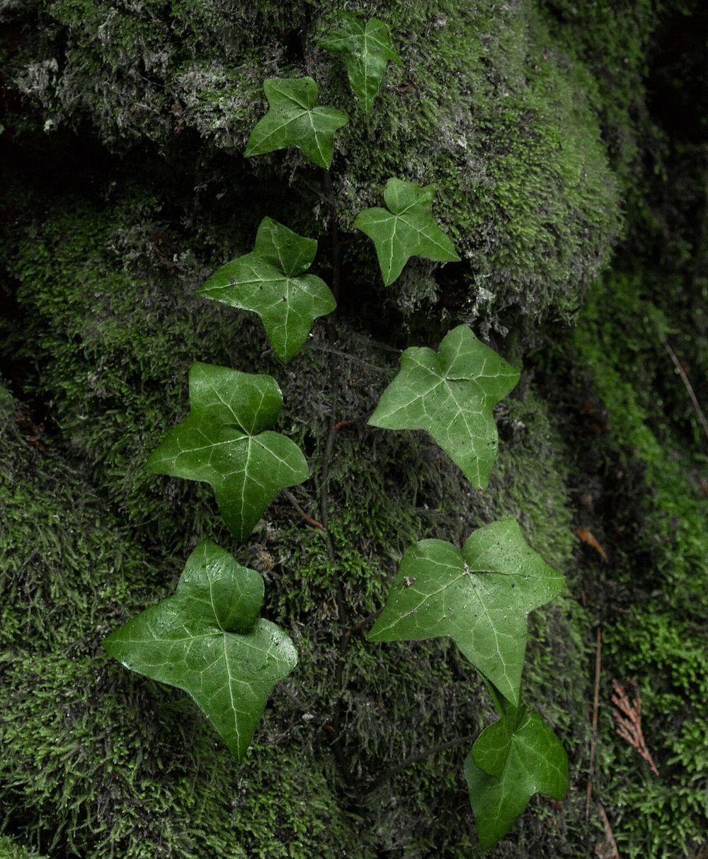 Botanical nature & plant leaves. Free public domain CC0 photo