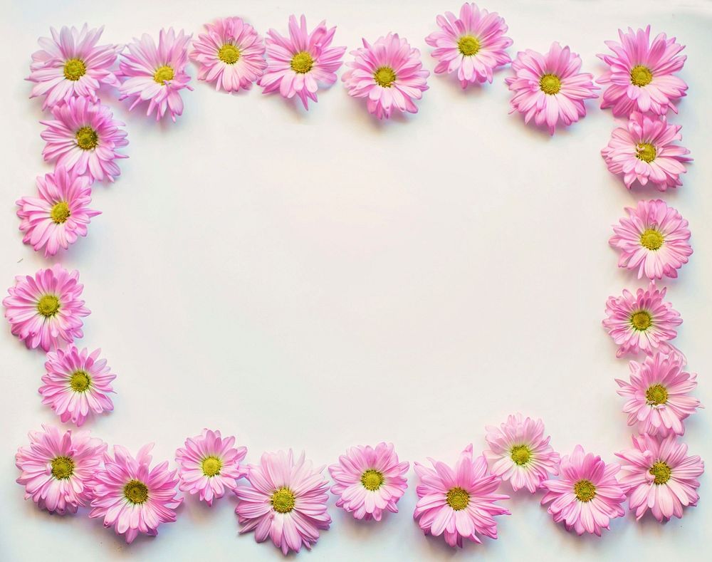 Free pink daisy frame image, public domain flower CC0 photo.