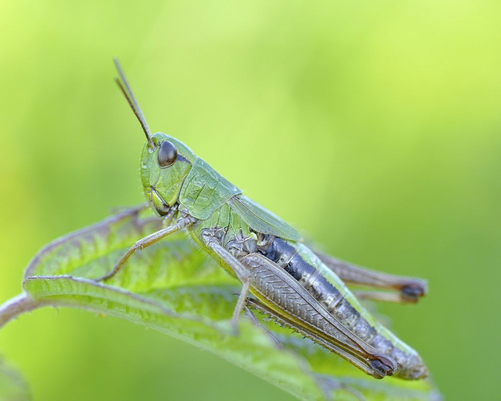 Grasshopper photo. Free public domain CC0 image.