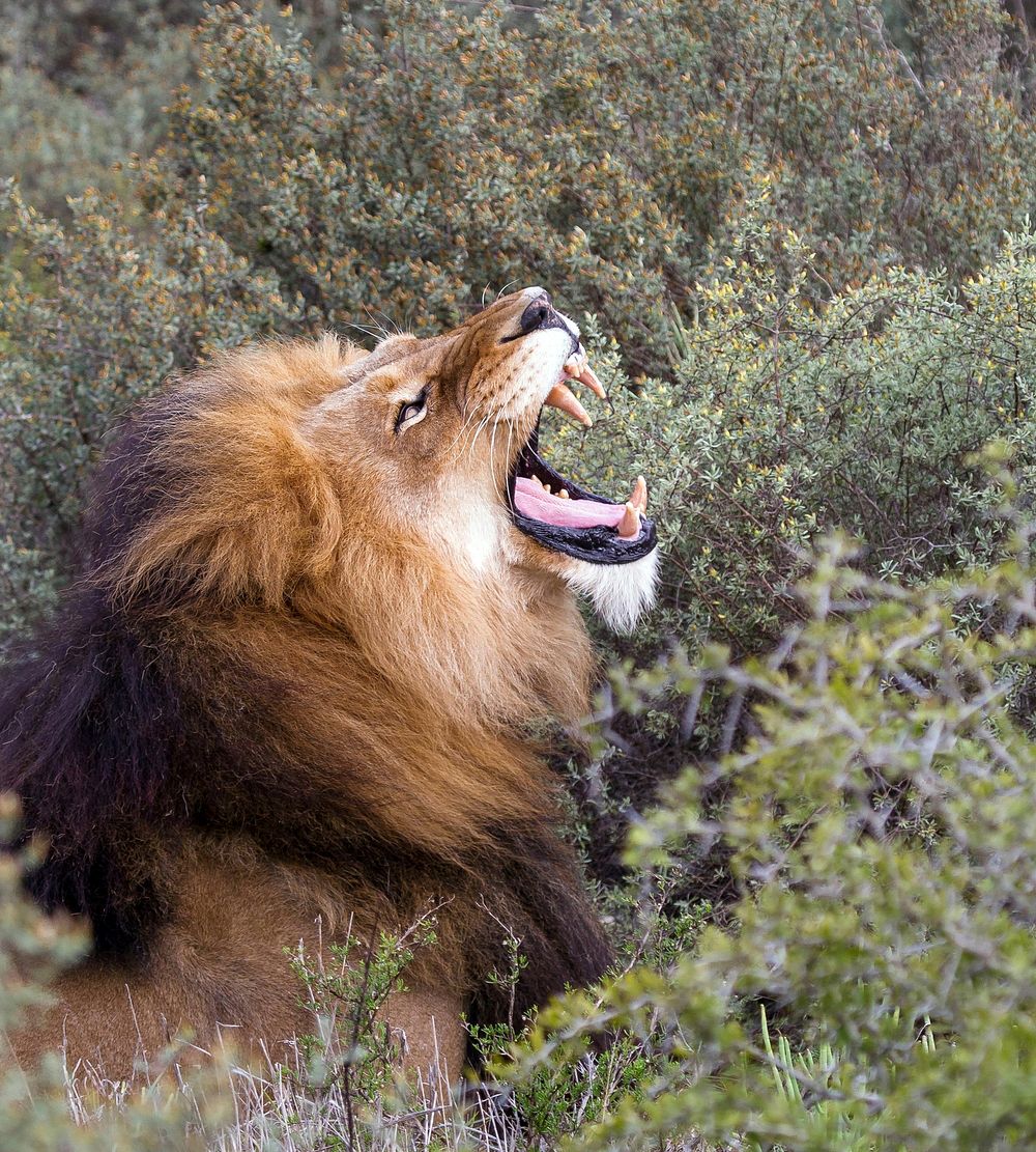 Lion growling. Free public domain CC0 image.