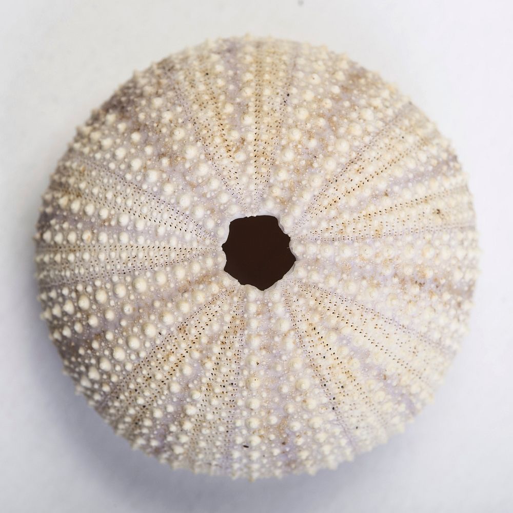 Sea urchin shell close up. Free public domain CC0 image.