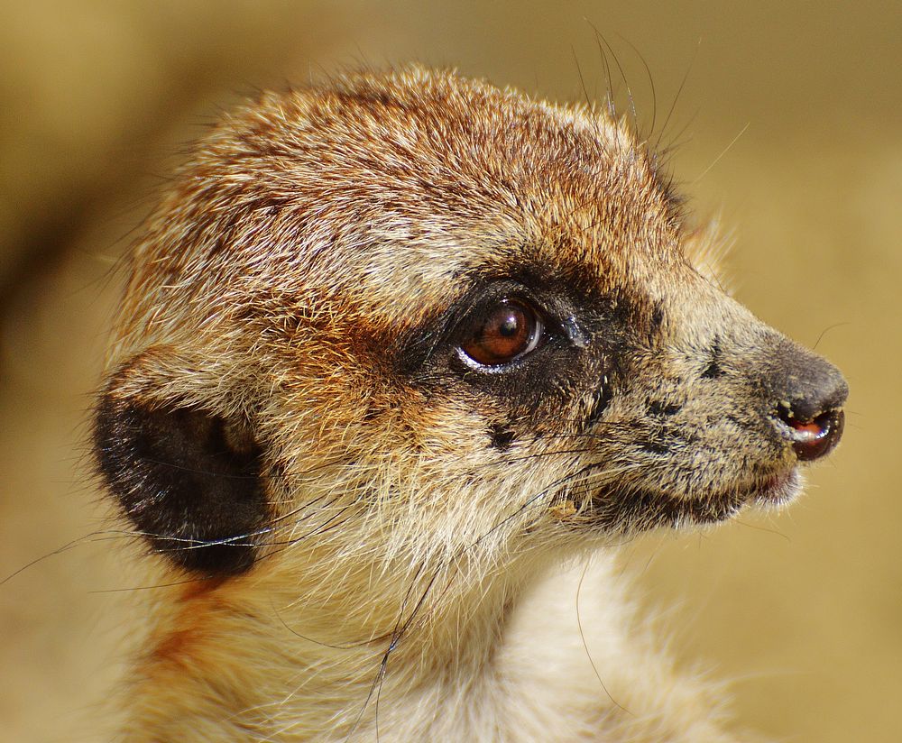 Meerkat's face closeup, wildlife. Free public domain CC0 photo.