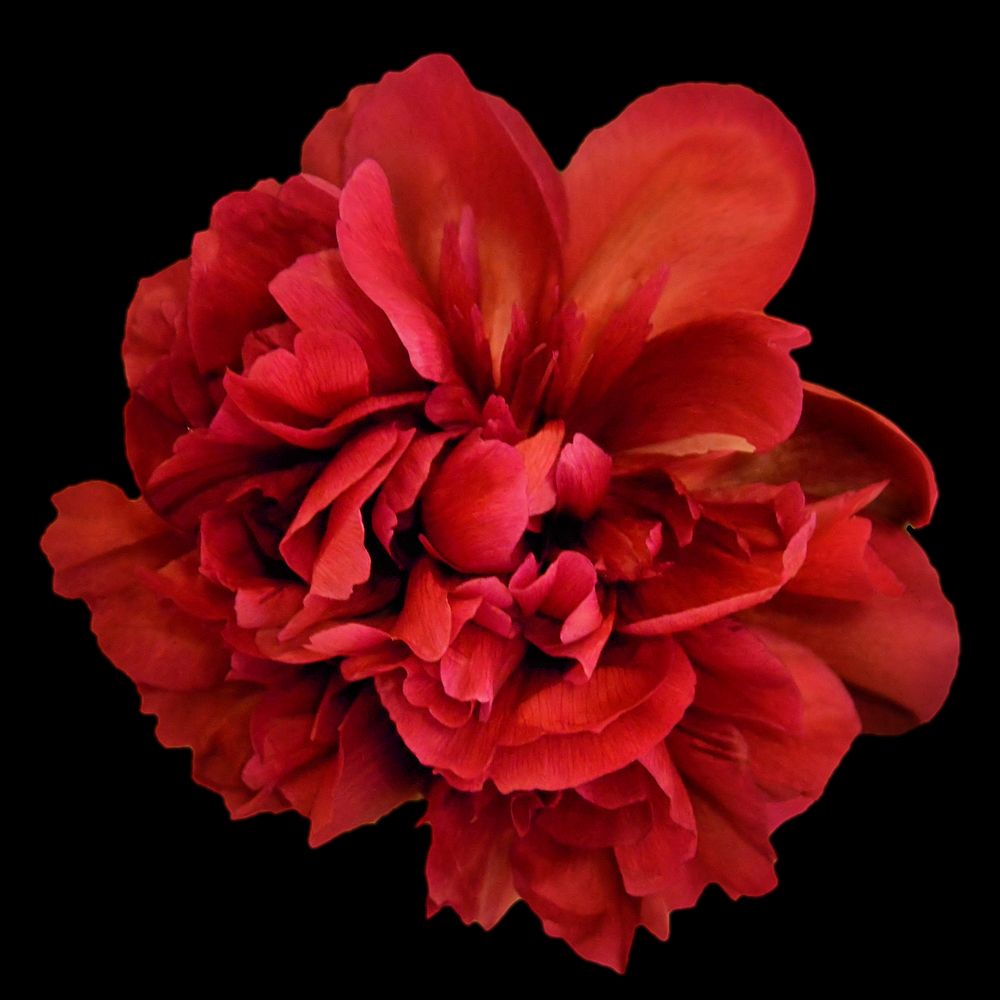 Red peony closeup. Free public domain CC0 image.