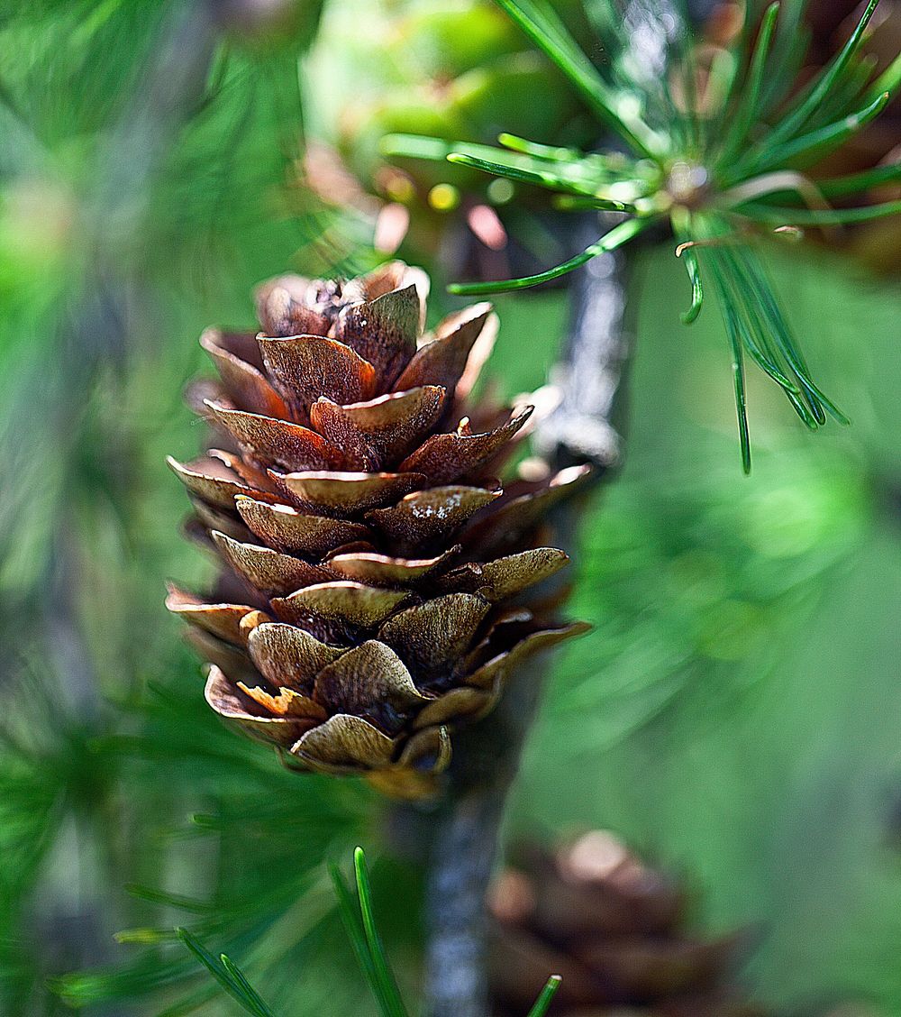 Beautiful conifer cone background. Free public domain CC0 photo.