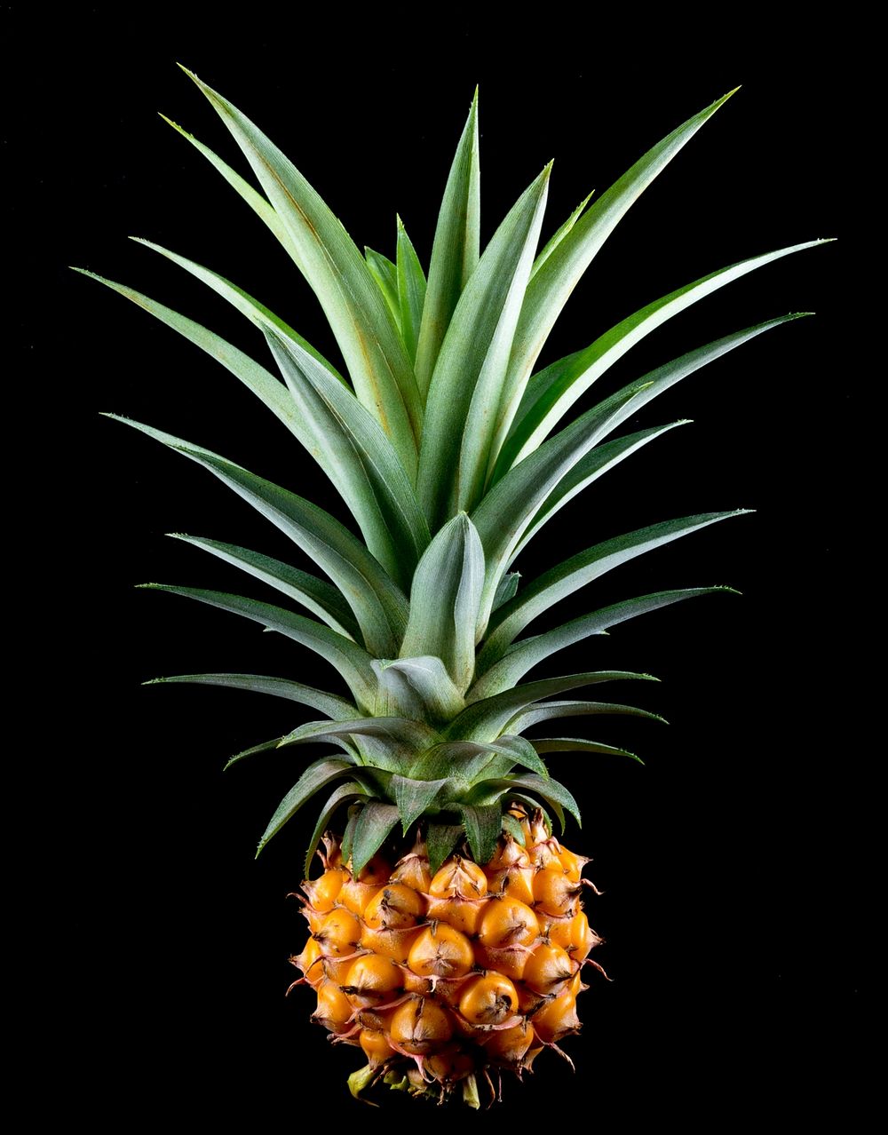 Pineapple fruit on black background. Free public domain CC0 image. 