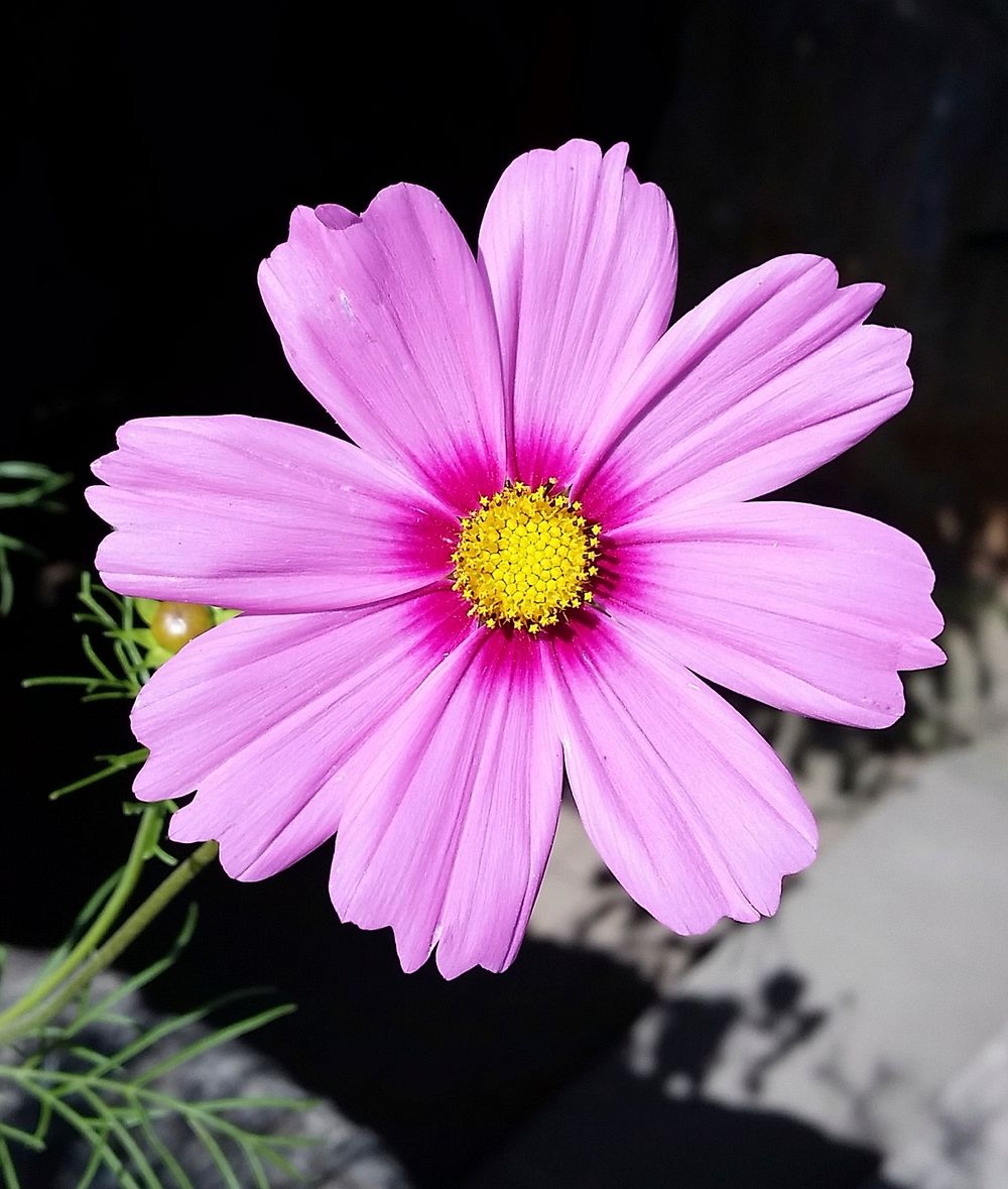 Pink cosmos background. Free public domain CC0 photo.